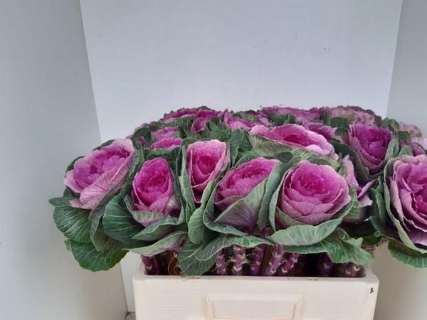 <h4>BRASS RED CRANE</h4>