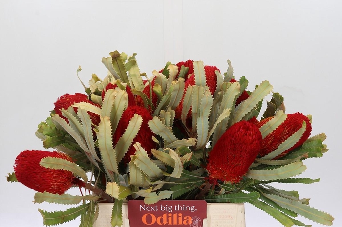 <h4>Banksia  Burdetti Red</h4>