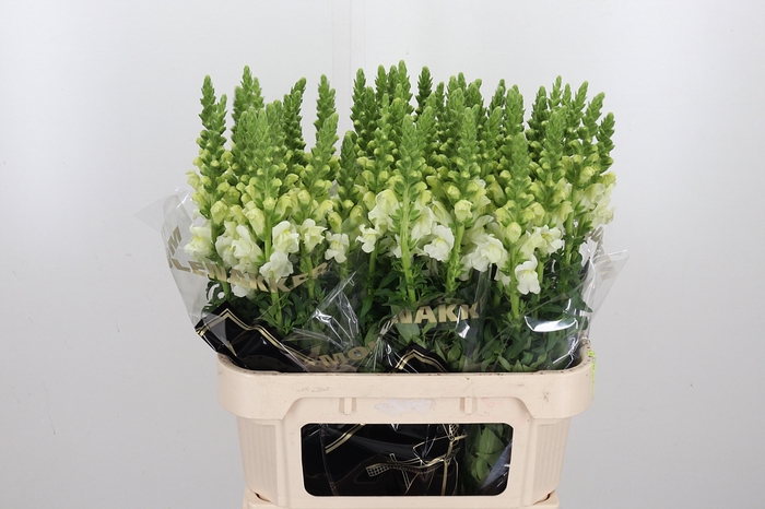 <h4>Antir Poto Ivory White</h4>