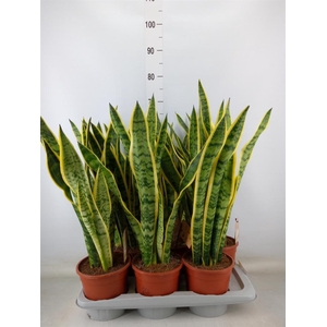 Sansevieria trifa. 'Laurentii'