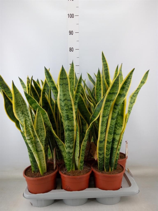 <h4>Sansevieria trifa. 'Laurentii'</h4>