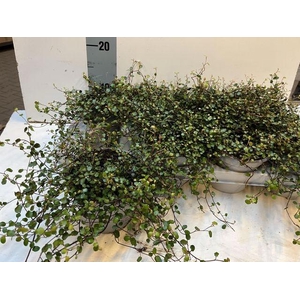 MUEHLENBECK COM MAORI P12