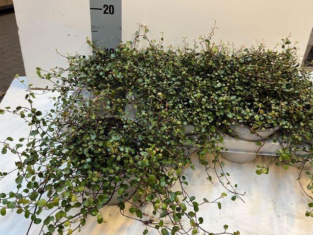 <h4>MUEHLENBECK COM MAORI P12</h4>