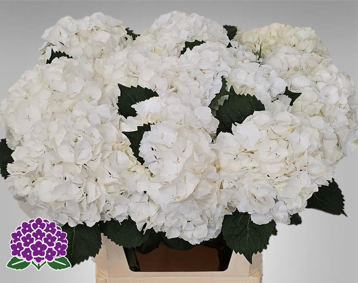 <h4>HYDR M MY AKITO</h4>