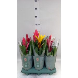 Vriesea   ...mix