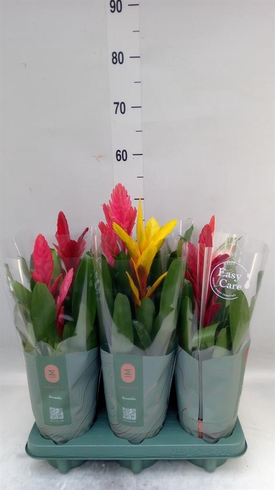 <h4>Vriesea   ...mix</h4>