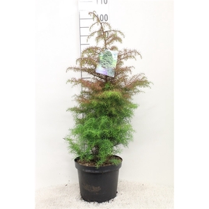 Cryptomeria japonica 'Elegans' P26 potgekweekt