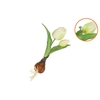 Silk Tulip Bulb White 25cm