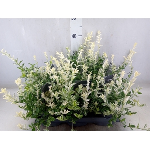 Euonymus fortunei 'Harlequin'