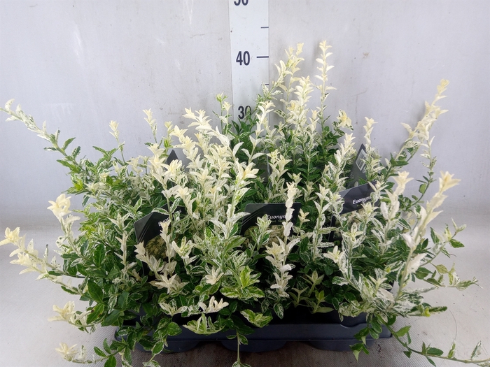 <h4>Euonymus fortunei 'Harlequin'</h4>
