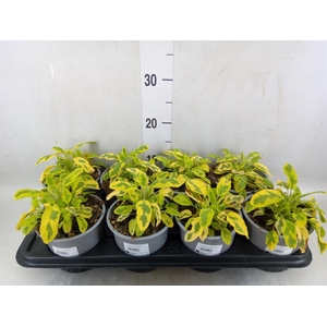 Salvia officinalis 'Icterina'