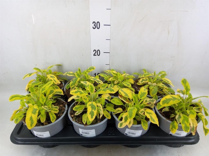 <h4>Salvia officinalis 'Icterina'</h4>