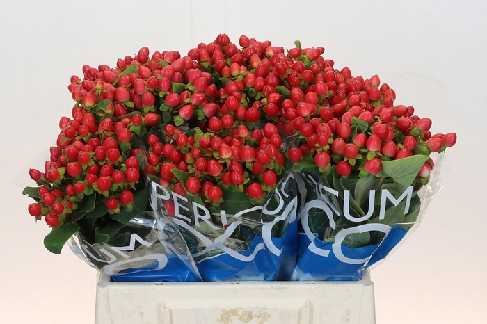 <h4>Hypercium Coco Rio</h4>