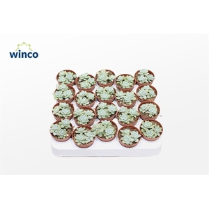 Sedum Clara