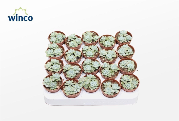 <h4>Sedum Clara</h4>