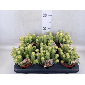 Crassula perforata