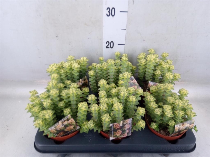 <h4>Crassula perforata</h4>