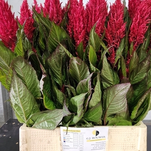Celosia Sunday Red GJ Bouwer