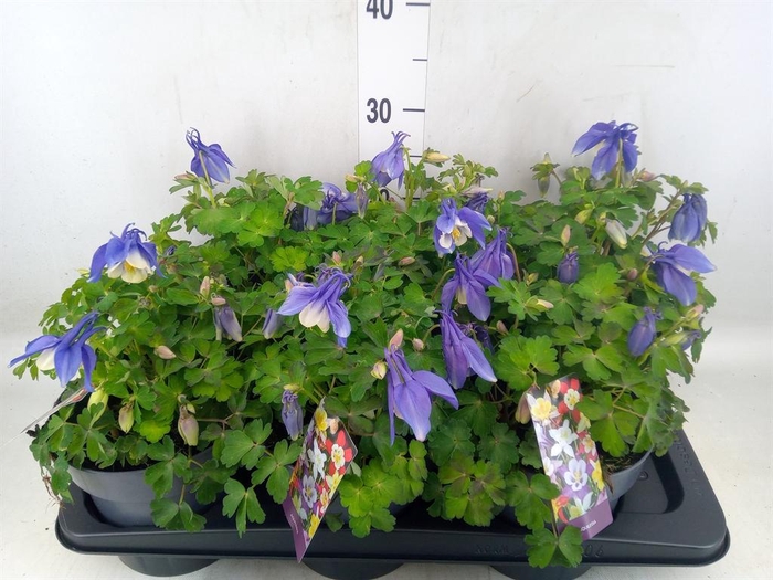 <h4>Aquilegia caerulea</h4>