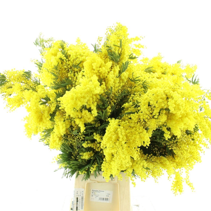 <h4>Mimosa Mirandol Pointe Xl P St</h4>