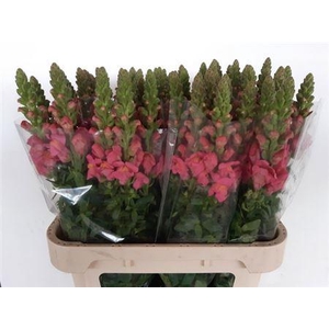 Antir Nl. Antibes Rose