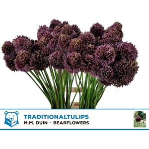 ALLIUM FORELOCK