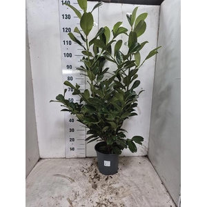 PRUN LA ROTUNDIFOLIA