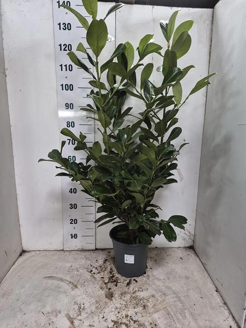 <h4>PRUN LA ROTUNDIFOLIA</h4>