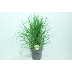 Calamagrostis acutifl. 'Karl Foe'