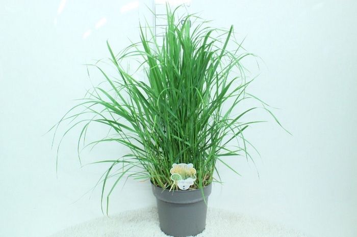 <h4>Calamagrostis acutifl. 'Karl Foe'</h4>