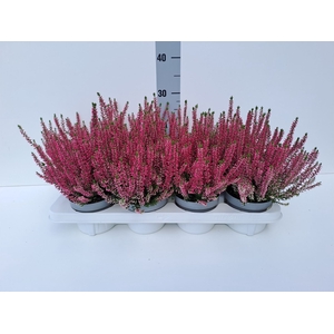 Calluna vulg. 'Beauty L Sharon'