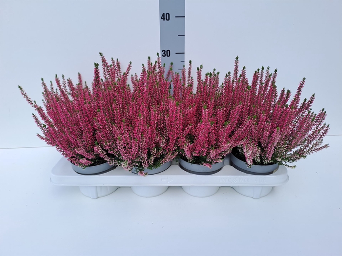 <h4>Calluna vulg. 'Beauty L Sharon'</h4>