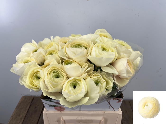 <h4>RAN SU COMMEDIA</h4>