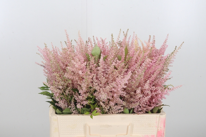 <h4>Astilbe Erika Roze</h4>