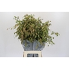 Chasmanthium Green
