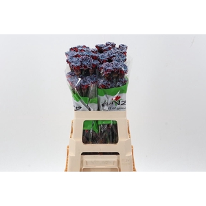 Di St Tinted Bazooka