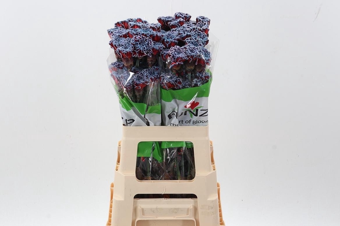 <h4>Di St Tinted Bazooka</h4>