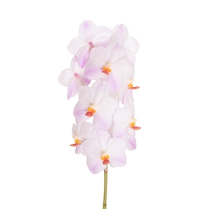 Vanda Special (testsoort)