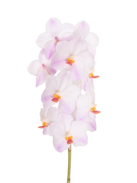 <h4>Vanda Special (testsoort)</h4>