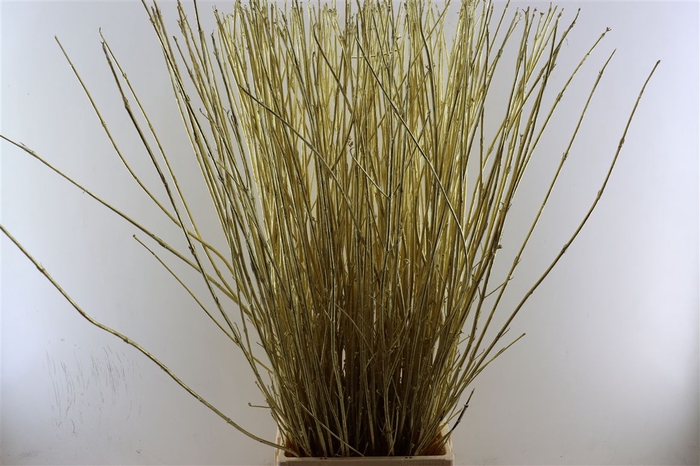 <h4>Cornus Paint Gold Stem</h4>