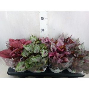 Begonia BD 'Beleaf'   ...mix