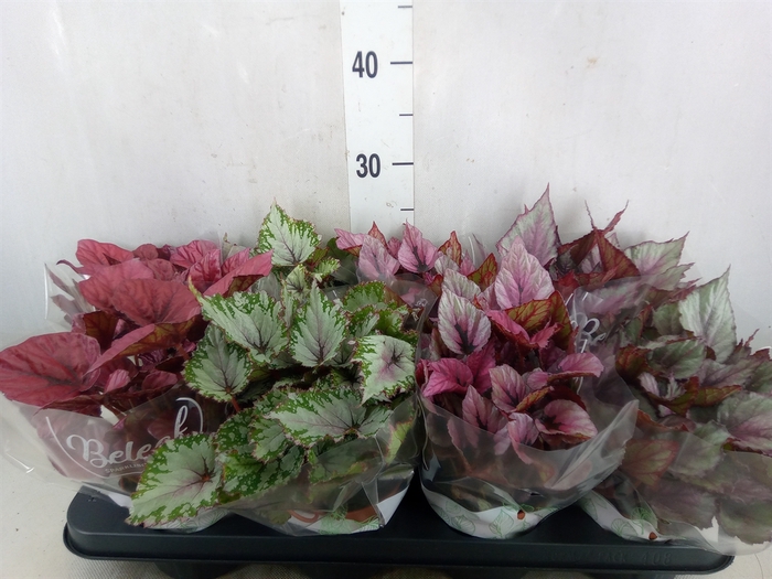 <h4>Begonia BD 'Beleaf'   ...mix</h4>