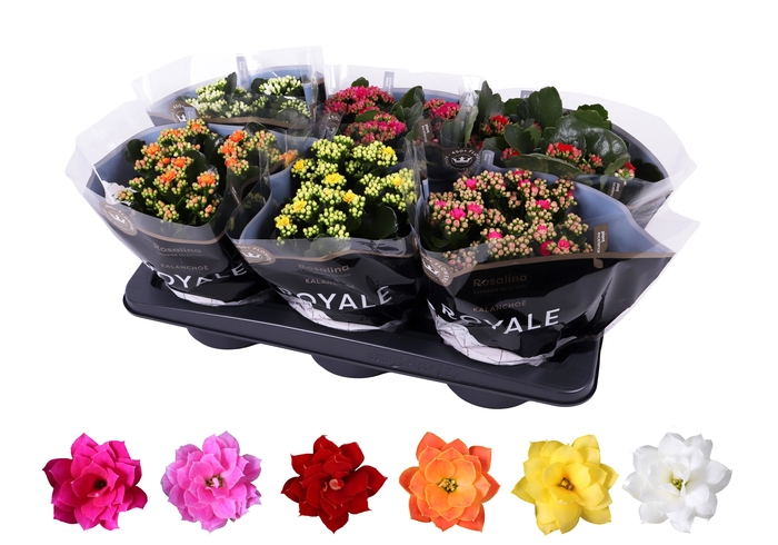 <h4>Kalanchoe Rosalina 15cm mix, Royale</h4>