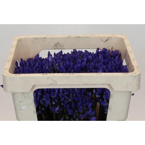 Agapanthus EYFORI Blue