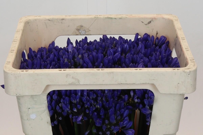 <h4>Agapanthus EYFORI Blue</h4>