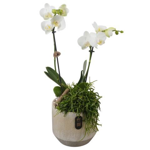 <h4>PTIB5336 Arrangement Indoor in keramiek pot</h4>