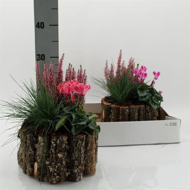 <h4>ARR TUINPLANTEN</h4>