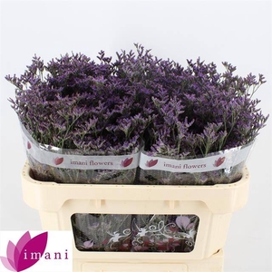Limonium Shooting Star Imani