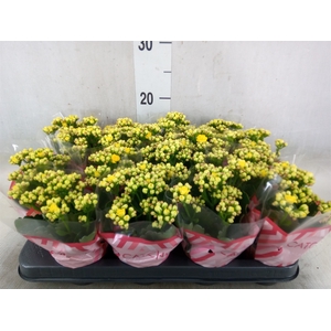 Kalanchoe blos. 'Calandiva Nolin'