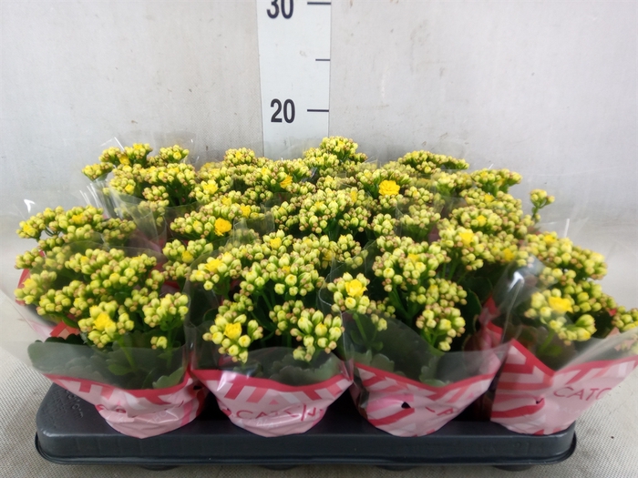 <h4>Kalanchoe blos. 'Calandiva Nolin'</h4>